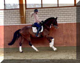 Armani Gold HW canter4.jpeg (355622 bytes)