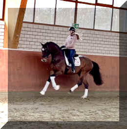 Armani Gold HW canter5.jpeg (266559 bytes)