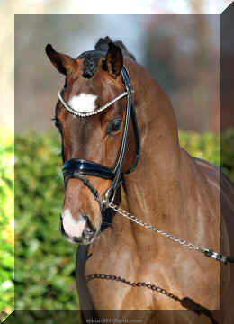 Armani Gold HW head1.jpeg (504332 bytes)