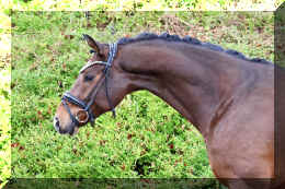 Armani Gold HW head2.jpeg (4834101 bytes)