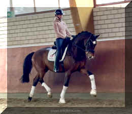 Armani Gold HW trot2.jpeg (277551 bytes)