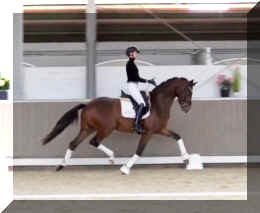 Armani Gold HW trot_A1.jpeg (224639 bytes)