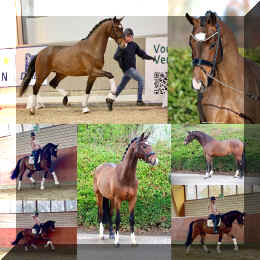 Armani Gold HW collage.jpeg (384151 bytes)