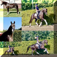 Bon Excellent HW collage.jpeg (517692 bytes)