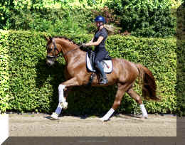 Damon HW canter4.jpeg (4396488 bytes)