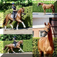 Damon HW collage _1a.jpeg (569812 bytes)