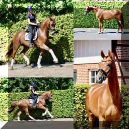 Damon HW collage _1a.jpeg (569812 bytes)