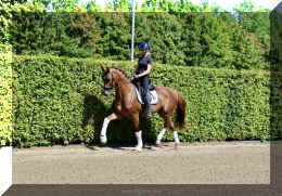 Damon HW trot11.jpeg (8190004 bytes)