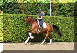 Dream HW new canter1.jpeg (5438926 bytes)