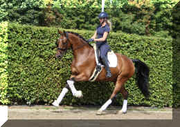 Dream HW new canter2.jpeg (5762549 bytes)