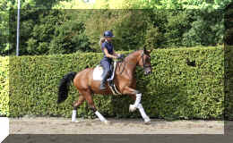 Dream HW new canter5.jpeg (6091251 bytes)