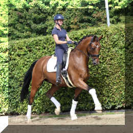 Dream HW new trot1.jpeg (3790710 bytes)