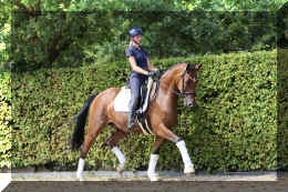 Dream HW new trot2.jpeg (6834552 bytes)