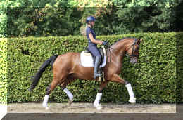 Dream HW new trot3.jpeg (5853826 bytes)