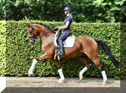 Dream HW new trot5.jpeg (7479935 bytes)