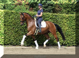 Dream HW new trot6.jpeg (7138955 bytes)