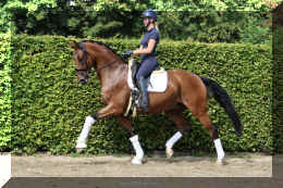 Dream HW new trot8.jpeg (7918445 bytes)