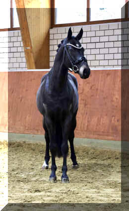 EscaHit HW head2.jpeg (2590981 bytes)