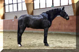 EscaHit HW stand1.jpeg (2512444 bytes)