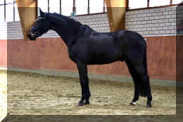 EscaHit HW stand2.jpeg (3065029 bytes)