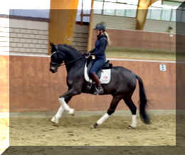 EscaHit canter11.jpeg (240168 bytes)