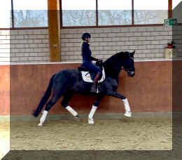 EscaHit trot3.jpeg (204921 bytes)