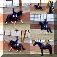 EscaHit HW collage NEW_11.jpeg (281495 bytes)