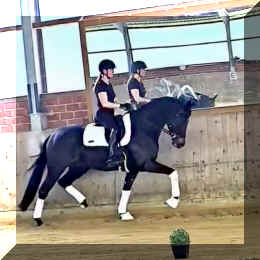 EscaHit HW trot 2a.jpeg (285517 bytes)