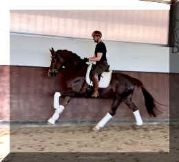 Extra Fine HW canter5.jpeg (578699 bytes)