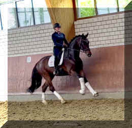 Ferrero HW canter1.jpeg (292923 bytes)