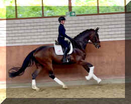 Ferrero HW canter3.jpeg (543079 bytes)