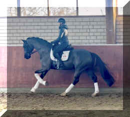 Simply Black HW canter new3.jpeg (627147 bytes)