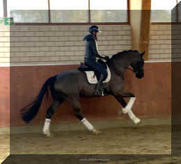 Simply Black HW canter new6.jpeg (506648 bytes)