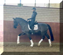 Simply Black HW trot new7.jpeg (495206 bytes)