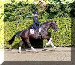 Simply Black HW canter4.jpeg (541391 bytes)