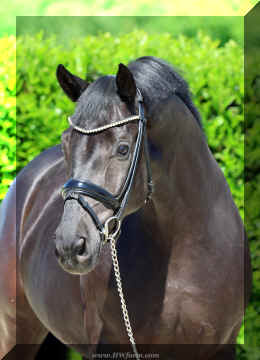 Simply Black HW head1 top row.jpeg (7763703 bytes)