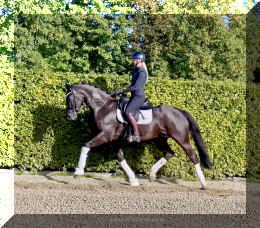 Simply Black HW trot7.jpeg (585280 bytes)