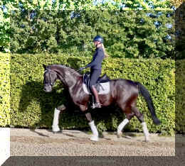 Simply Black HW trot8.jpeg (549508 bytes)