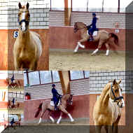 Supertramp HW collage _12.jpeg (327969 bytes)