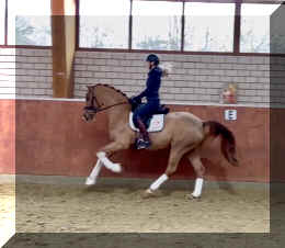 Supertramp HW canter3.jpeg (122569 bytes)