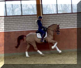 Supertramp HW canter7.jpeg (230779 bytes)