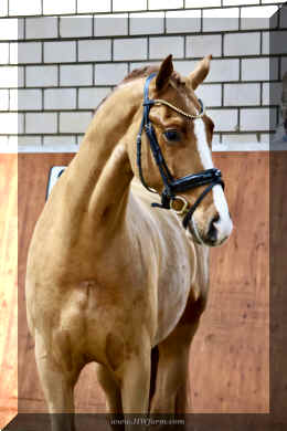 Supertramp HW head1.jpeg (2516192 bytes)