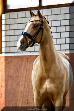 Supertramp HW head3.jpeg (2467648 bytes)