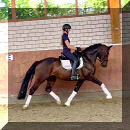 Vigo HW trot2.jpg (379946 bytes)