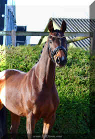 VR head 2.jpg (1176688 bytes)