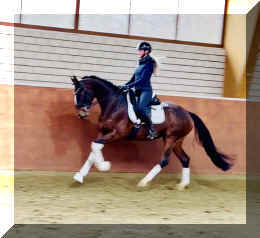 Vivat Rose HW canter4.jpeg (231192 bytes)