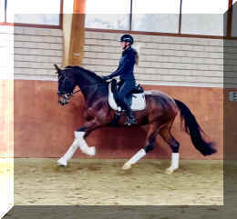 Vivat Rose HW canter5.jpeg (270396 bytes)