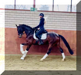 Vivat Rose HW canter6.jpeg (288814 bytes)