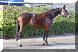 Vivat Rose HW stand1.jpeg (4364900 bytes)