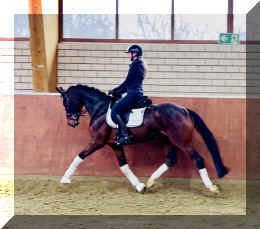 Vivat Rose HW trot10.jpeg (318462 bytes)